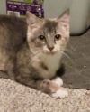 Nermal photo 1
