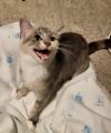 Nermal photo 2