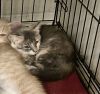 Nermal photo 3