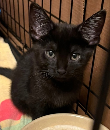 Sabrina
