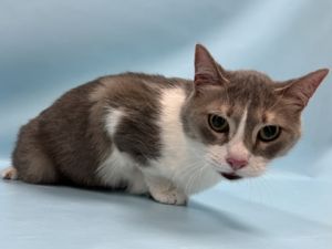 Penny, Senior Female unknown