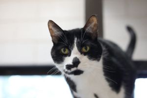 Felix, Senior Male unknown