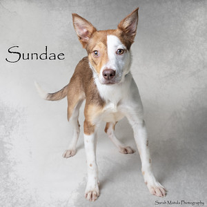 Sundae, an adoptable Mixed Breed in Ruidoso, NM, 88345 | Photo Image 1