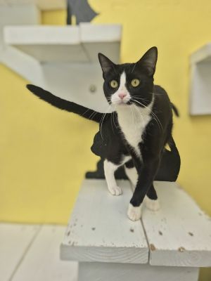 Fred Astaire, Adult Male unknown