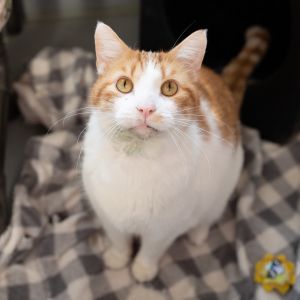 Blaze, Senior Male unknown