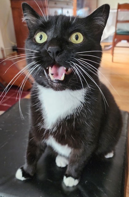 Felix