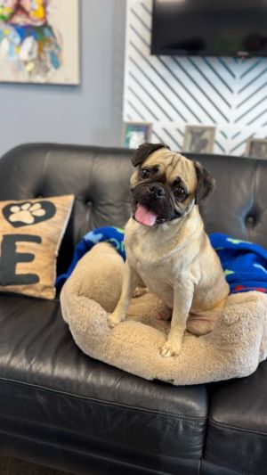 Dogs for Adoption in San Angelo Tx: Find Your Furry Friend