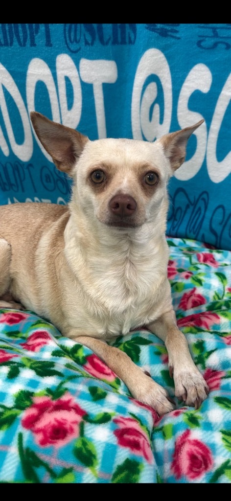 Baby, an adoptable Terrier in Brookings, OR, 97415 | Photo Image 1