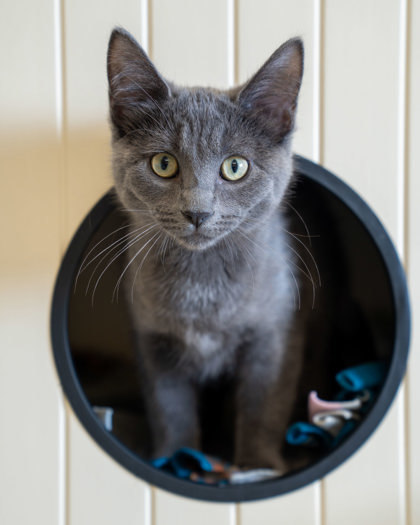 Garnet, an adoptable Domestic Short Hair in Pequot Lakes, MN, 56472 | Photo Image 1