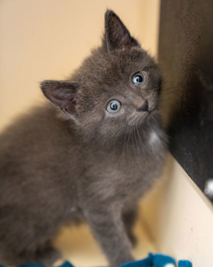 Garnet, an adoptable Domestic Short Hair in Pequot Lakes, MN, 56472 | Photo Image 2