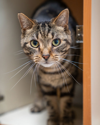 Falcon, an adoptable Domestic Short Hair in Pequot Lakes, MN, 56472 | Photo Image 1