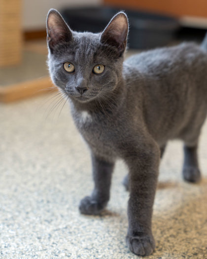 Amethyst, an adoptable Domestic Short Hair in Pequot Lakes, MN, 56472 | Photo Image 1