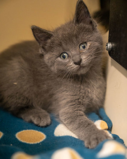 Amethyst, an adoptable Domestic Short Hair in Pequot Lakes, MN, 56472 | Photo Image 2