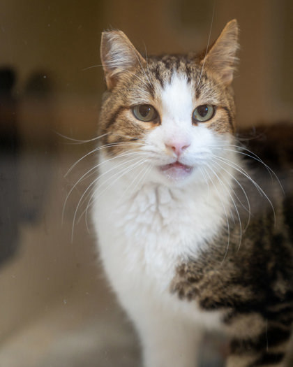 Snowball, an adoptable Domestic Short Hair in Pequot Lakes, MN, 56472 | Photo Image 1