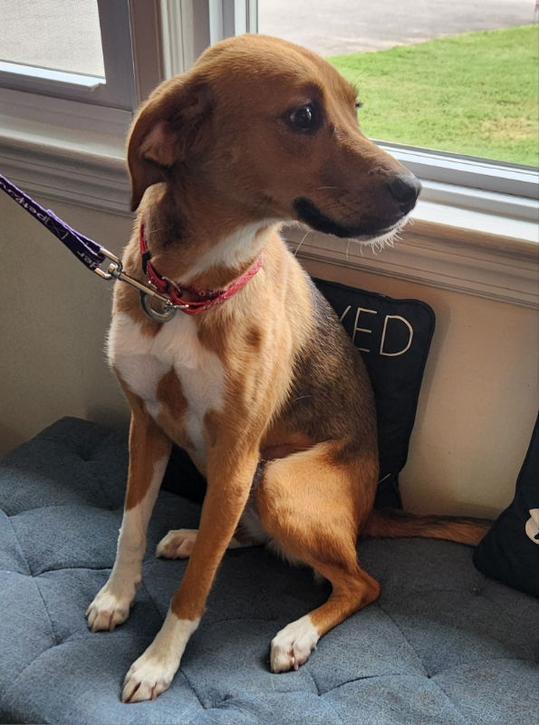 Olive *Adoption Pending*