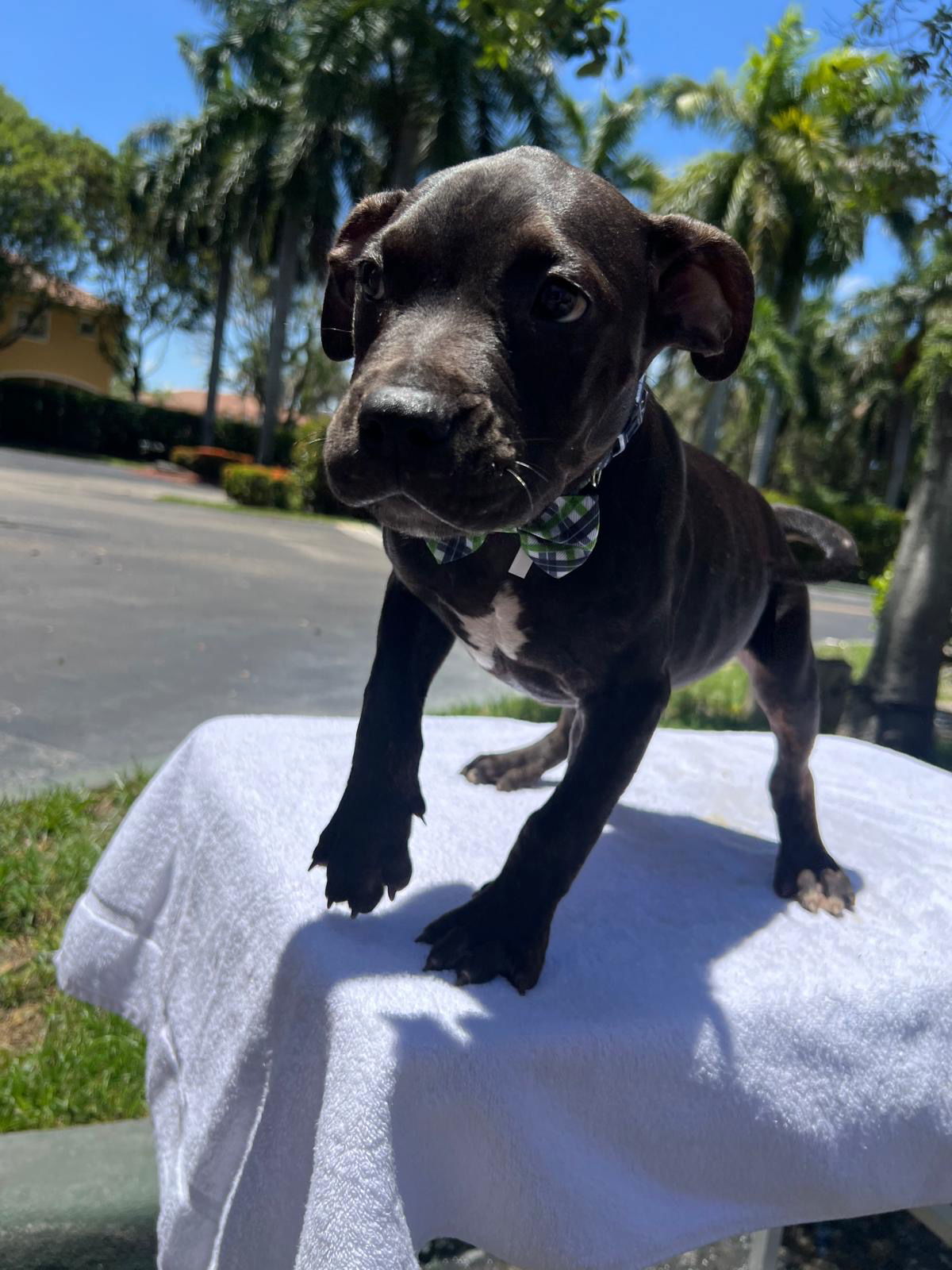 TITAN
