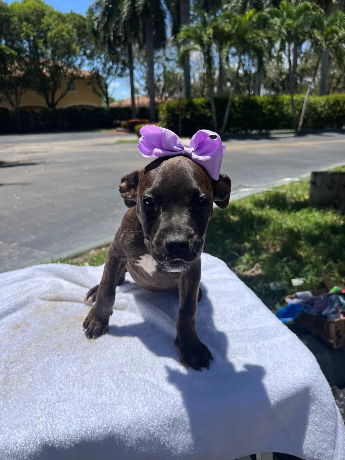 TASHA
