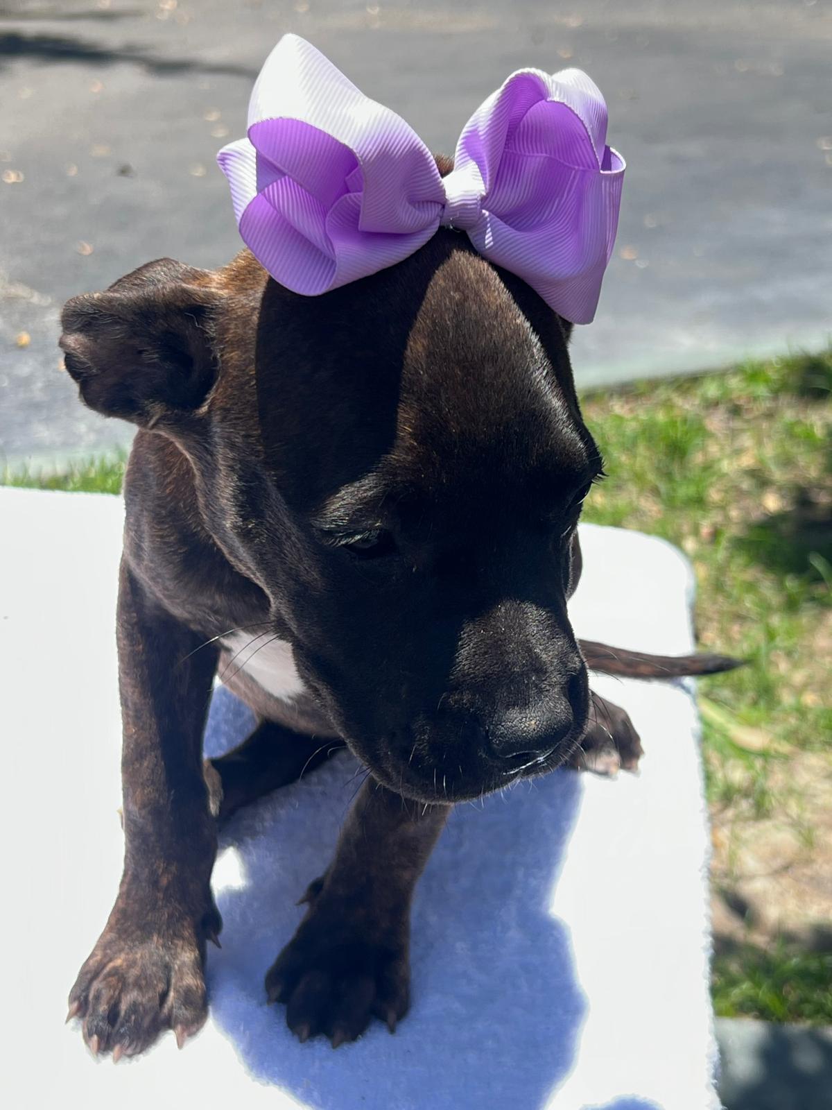 TASHA