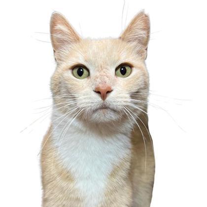 Simba