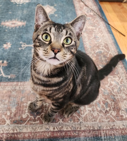 Pepper