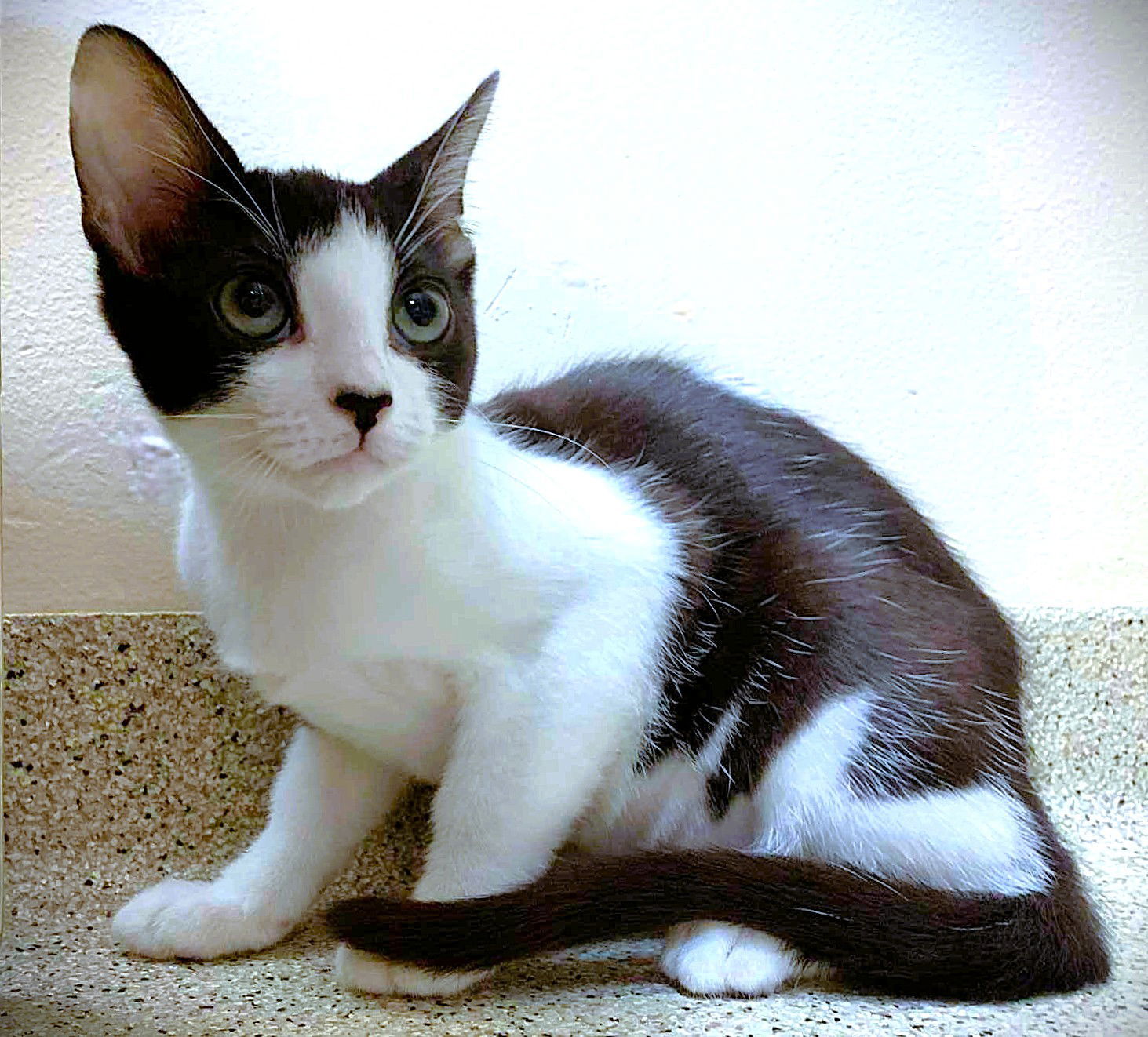 Kitten Ursula