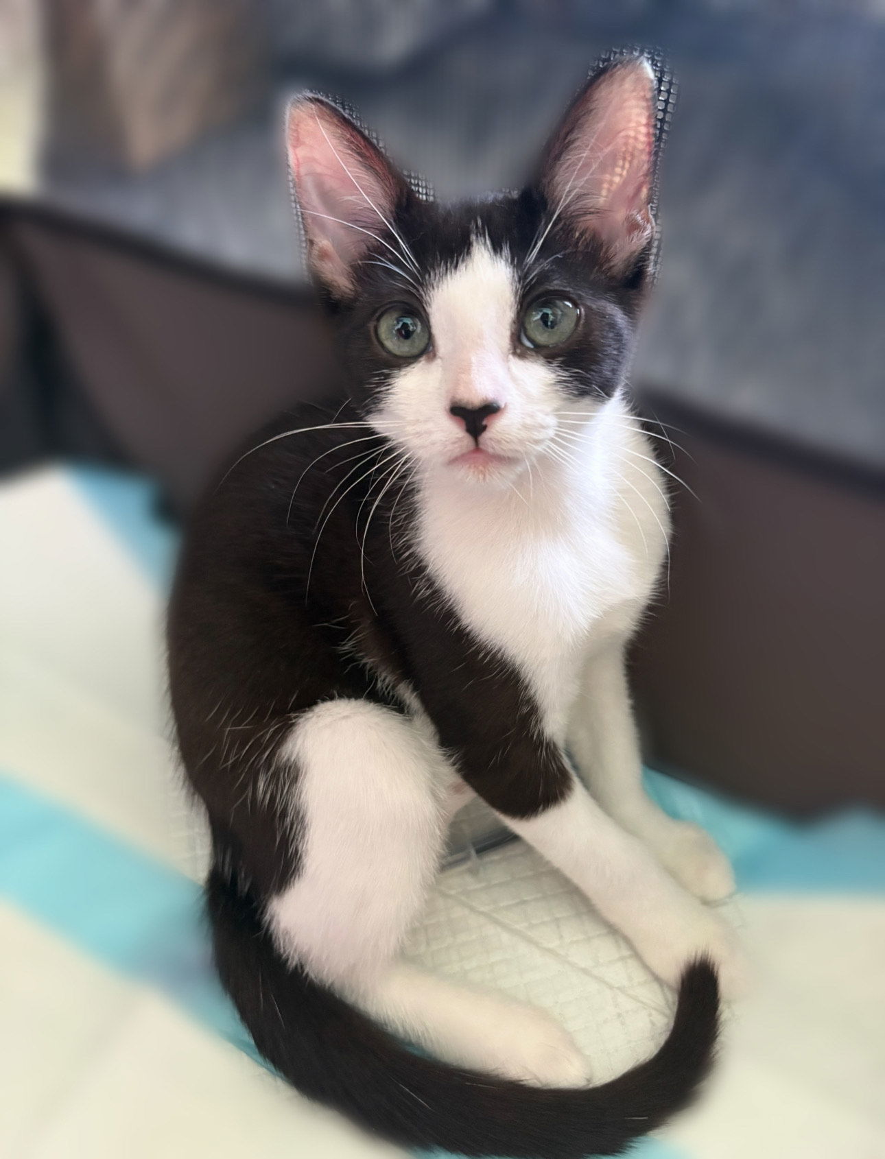 Kitten Ursula