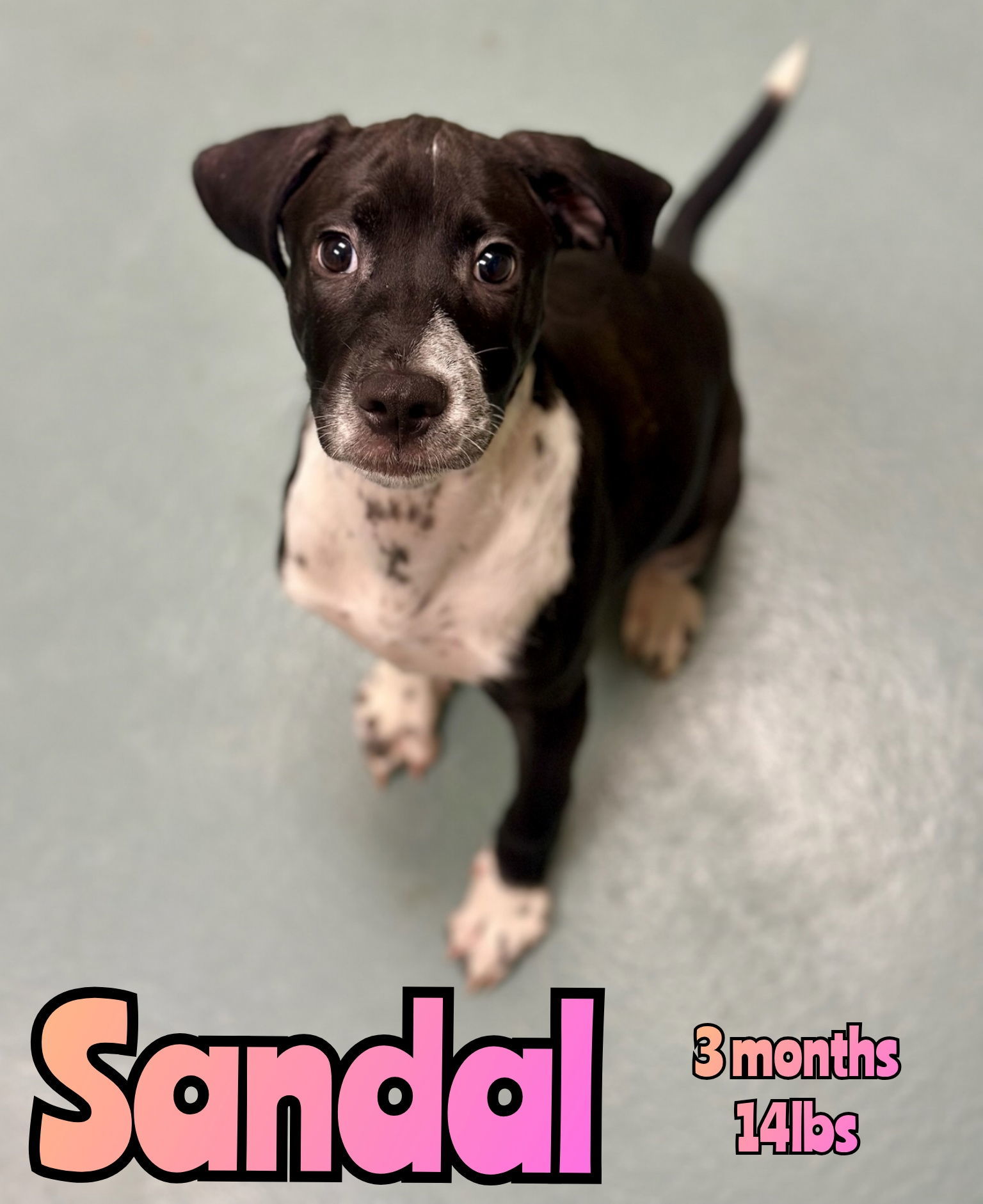 SANDAL