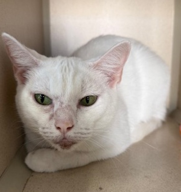 Angie, an adoptable Domestic Medium Hair in Littleton, CO, 80120 | Photo Image 1