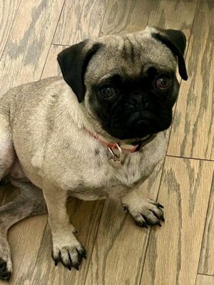 Moxie, Adult Female unknown