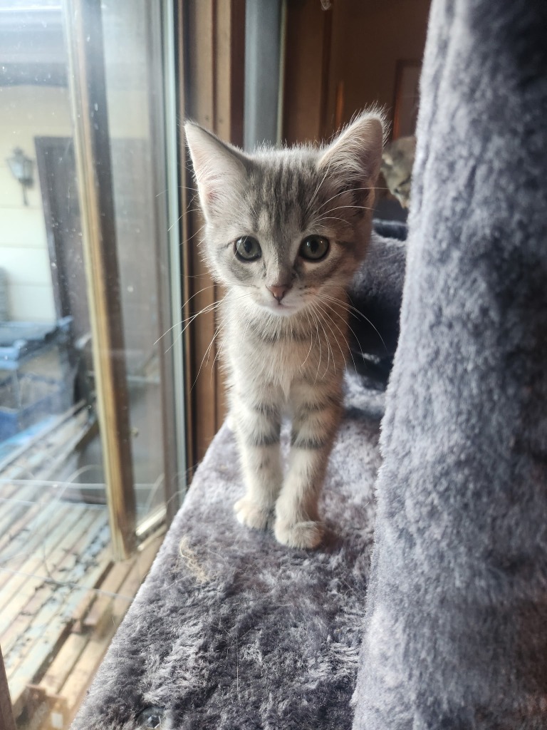Cirrus - Pending Adoption