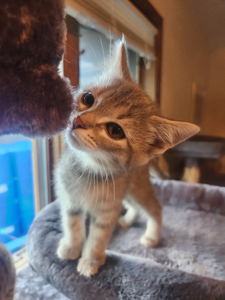 Cirrus - Pending Adoption