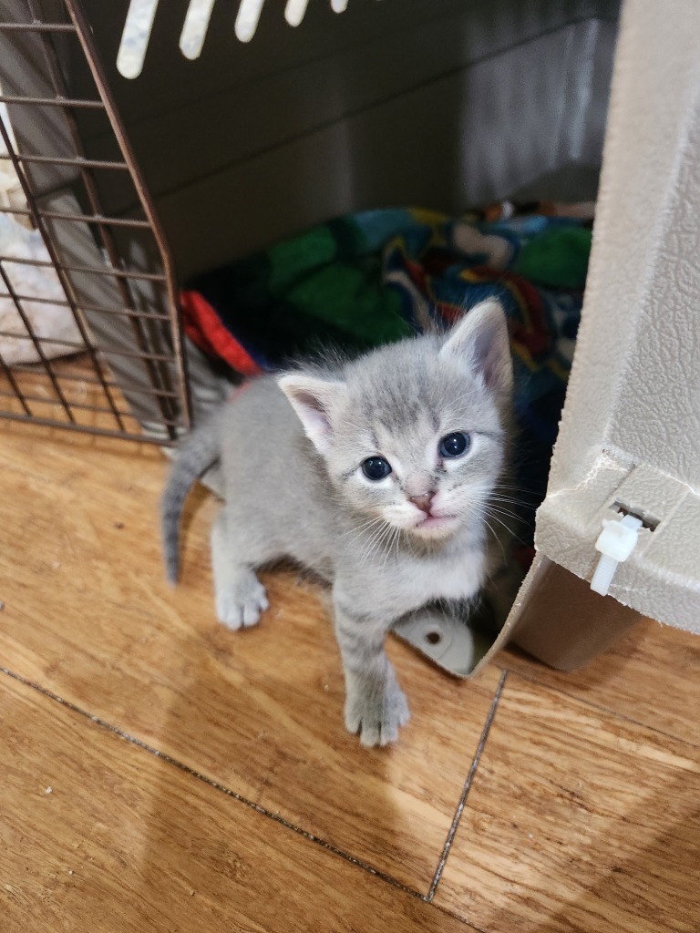 Cirrus - Pending Adoption