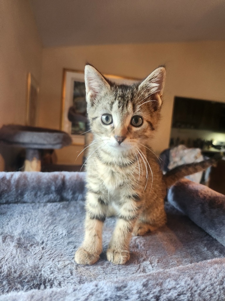 Nimbus - Pending Adoption