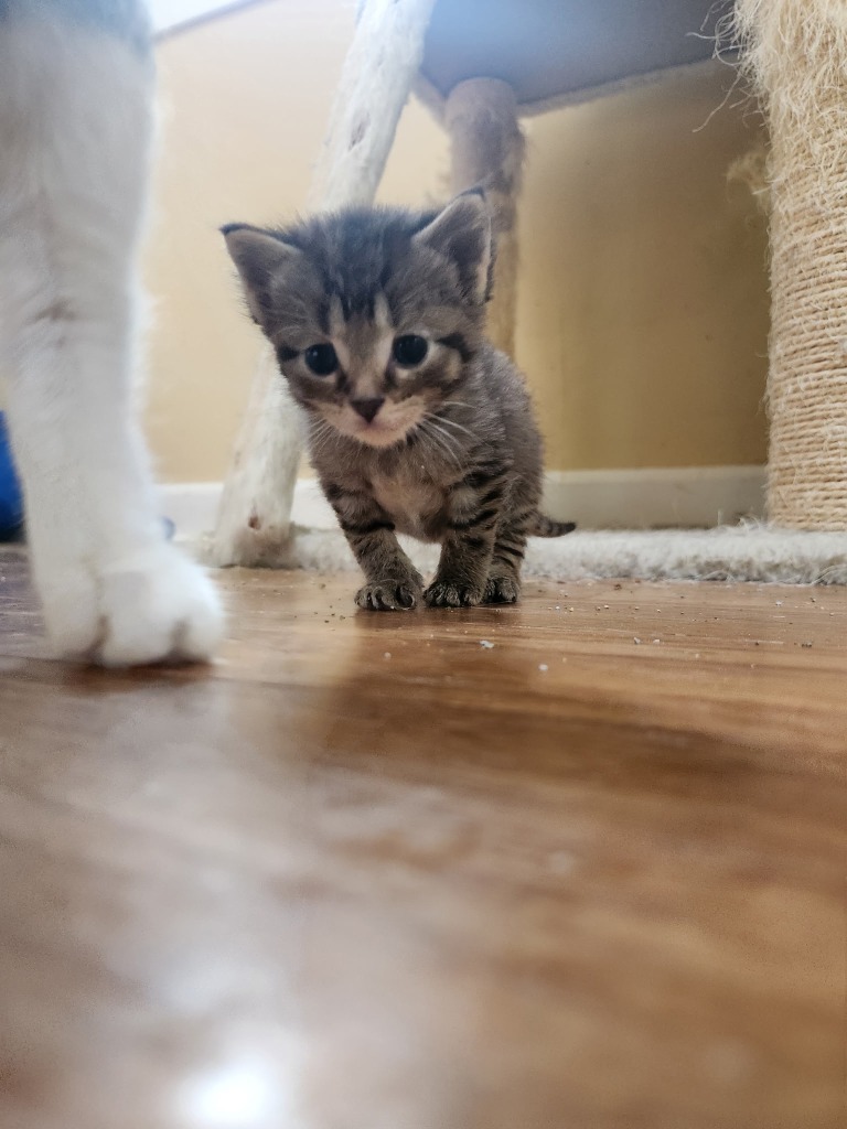 Nimbus - Pending Adoption