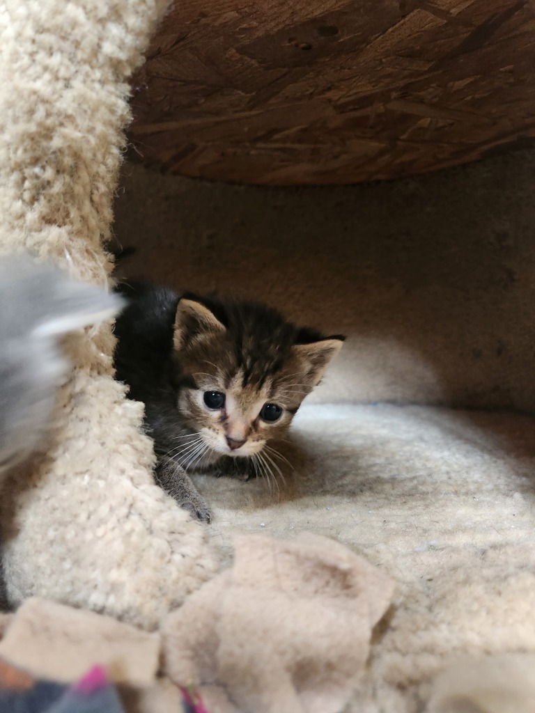 Nimbus - Pending Adoption