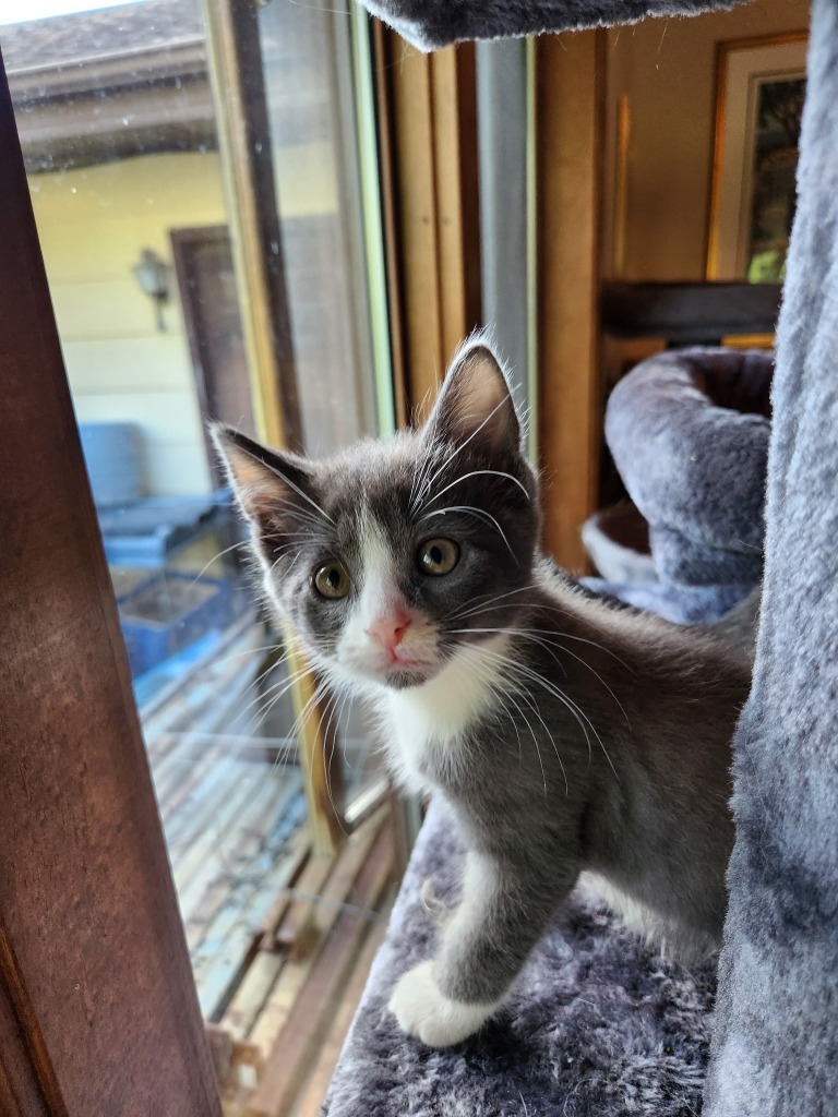 Cumulus - Pending Adoption