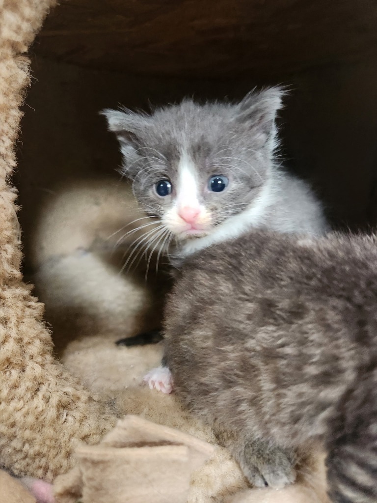 Cumulus - Pending Adoption