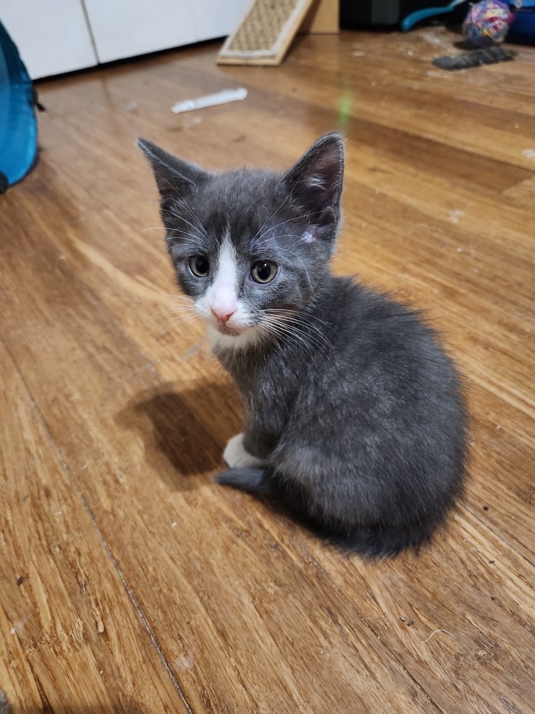 Cumulus - Pending Adoption