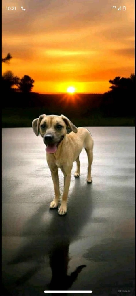 Sunnie