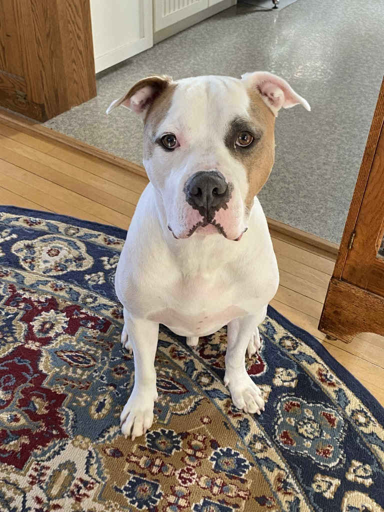 Buster, an adoptable American Bulldog, Terrier in Ashland, WI, 54806 | Photo Image 1