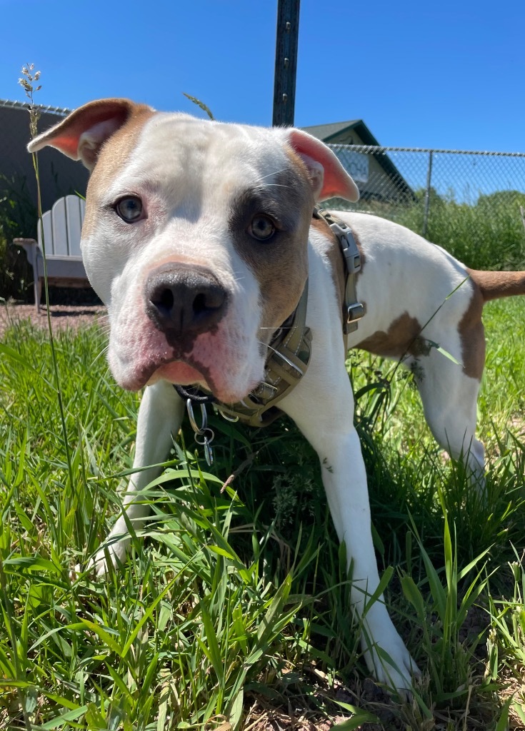 Buster, an adoptable American Bulldog, Terrier in Ashland, WI, 54806 | Photo Image 2