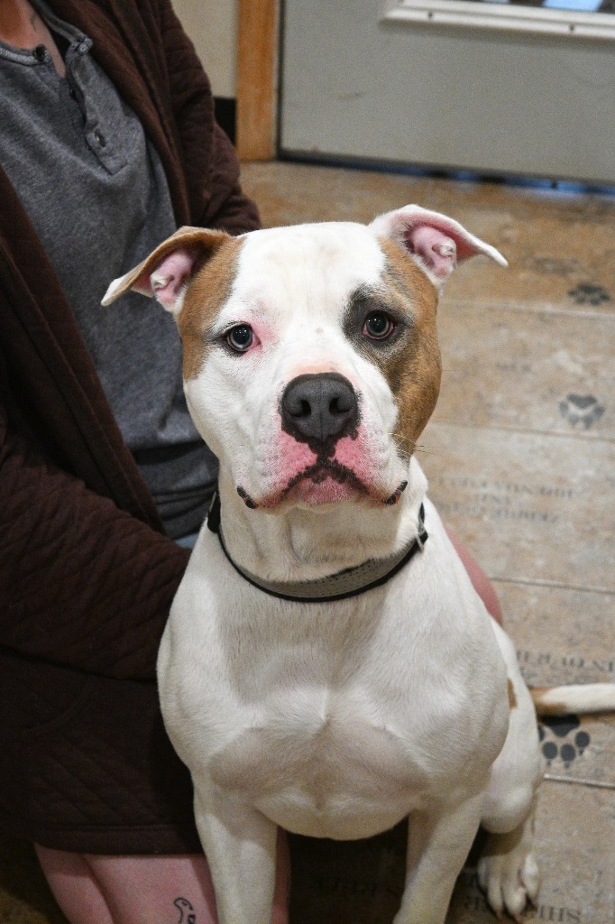 Buster, an adoptable American Bulldog, Terrier in Ashland, WI, 54806 | Photo Image 5