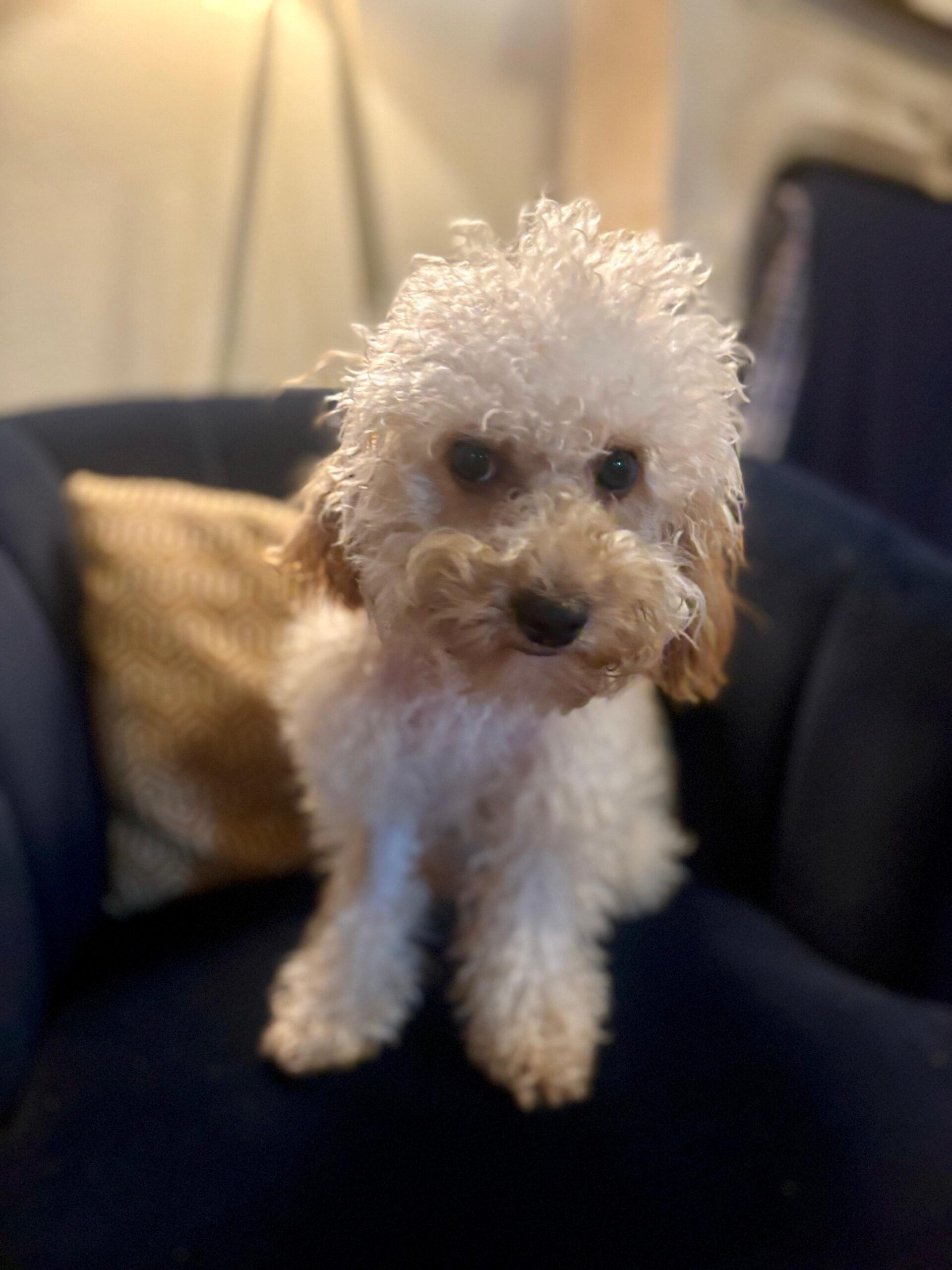Pia Colada, an adoptable Cavapoo in Broken Arrow, OK, 74011 | Photo Image 1