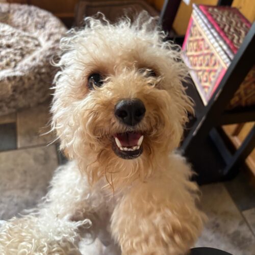 Pia Colada, an adoptable Cavapoo in Broken Arrow, OK, 74011 | Photo Image 2