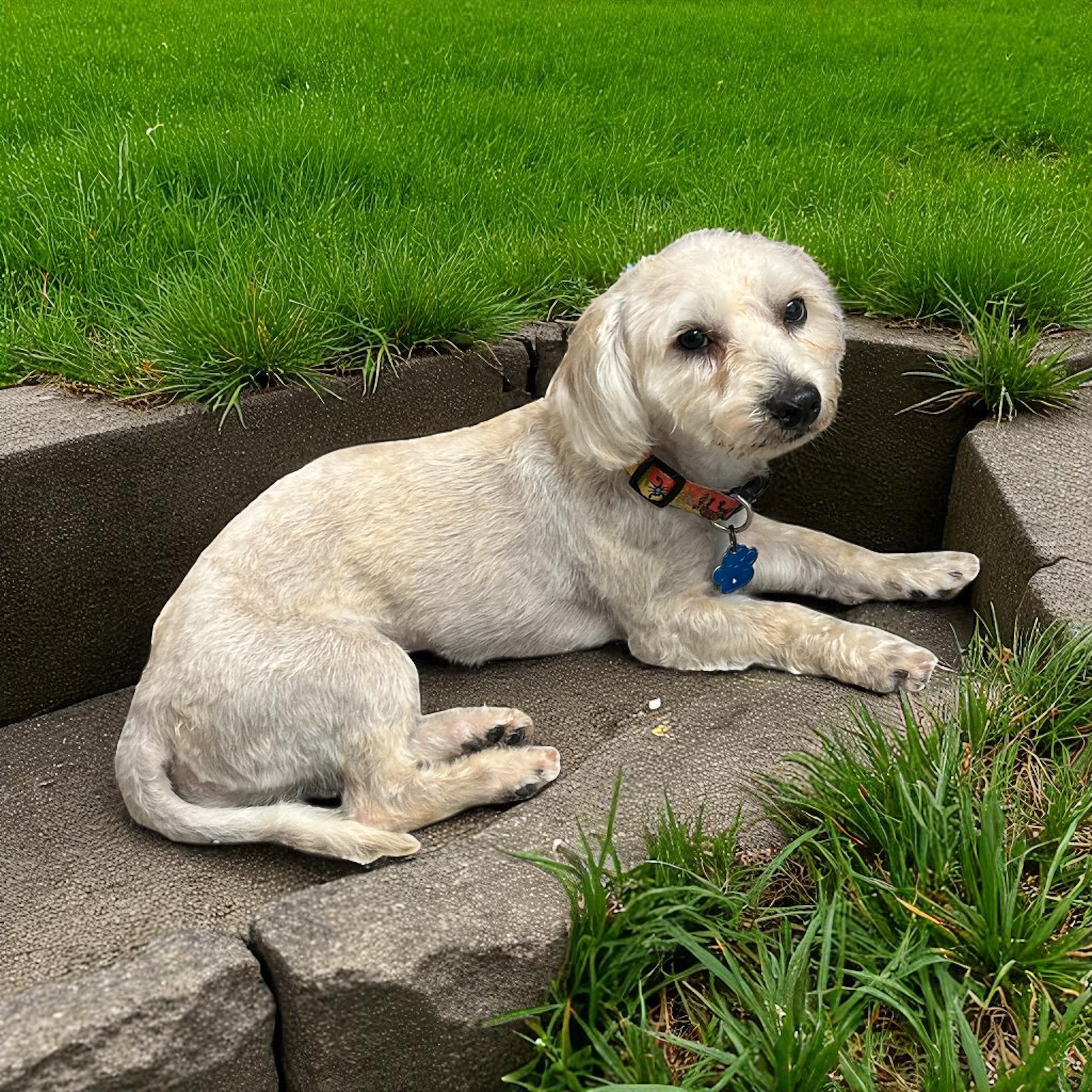 Mojito, an adoptable Maltipoo in Broken Arrow, OK, 74011 | Photo Image 1