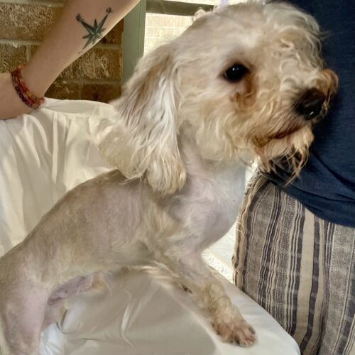 Mojito, an adoptable Maltipoo in Broken Arrow, OK, 74011 | Photo Image 2