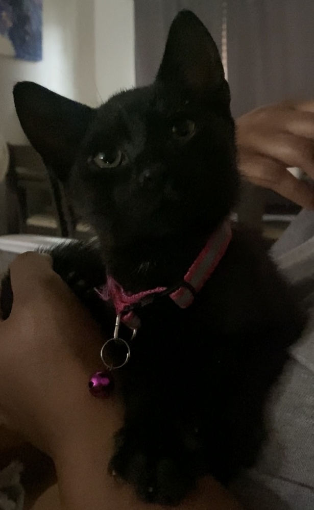 Bowie