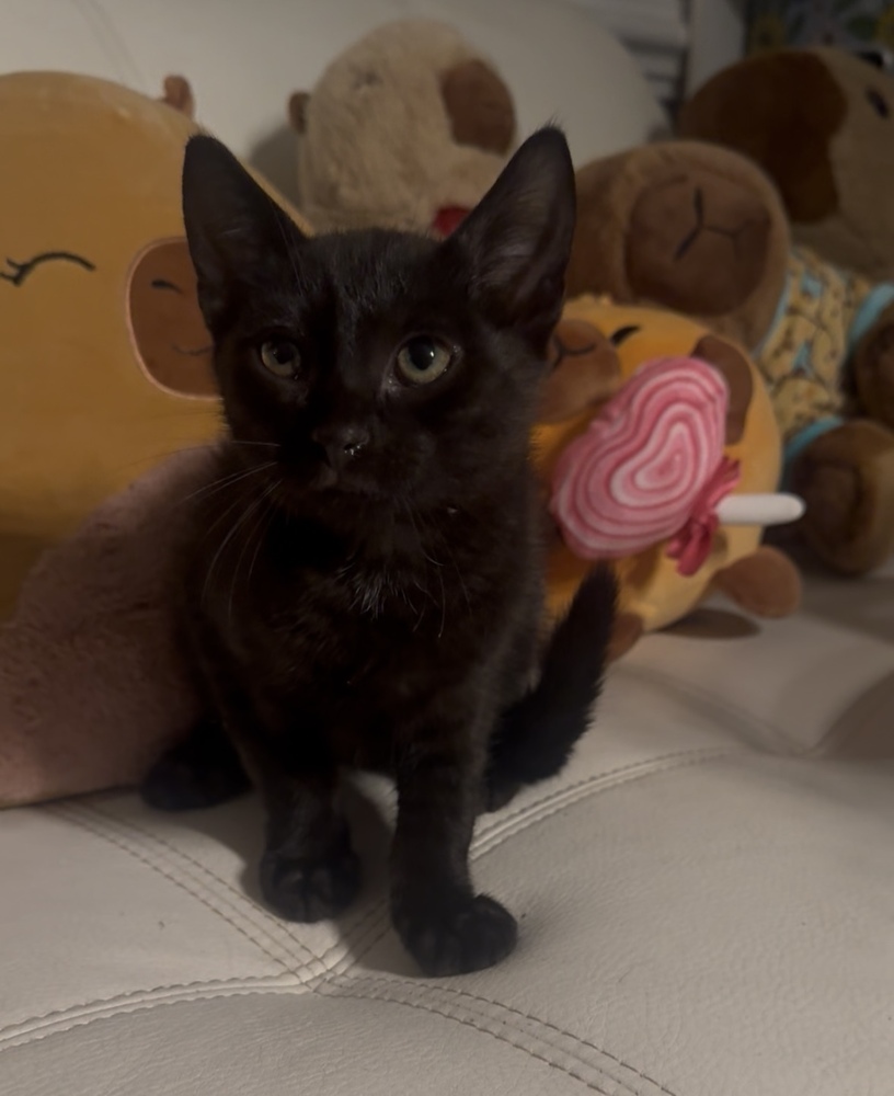 Bowie