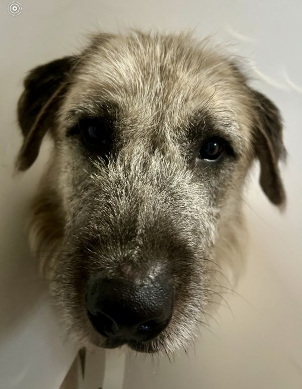 Willie thumbnail 2