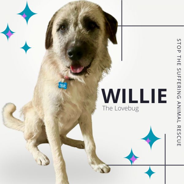 Willie thumbnail 4